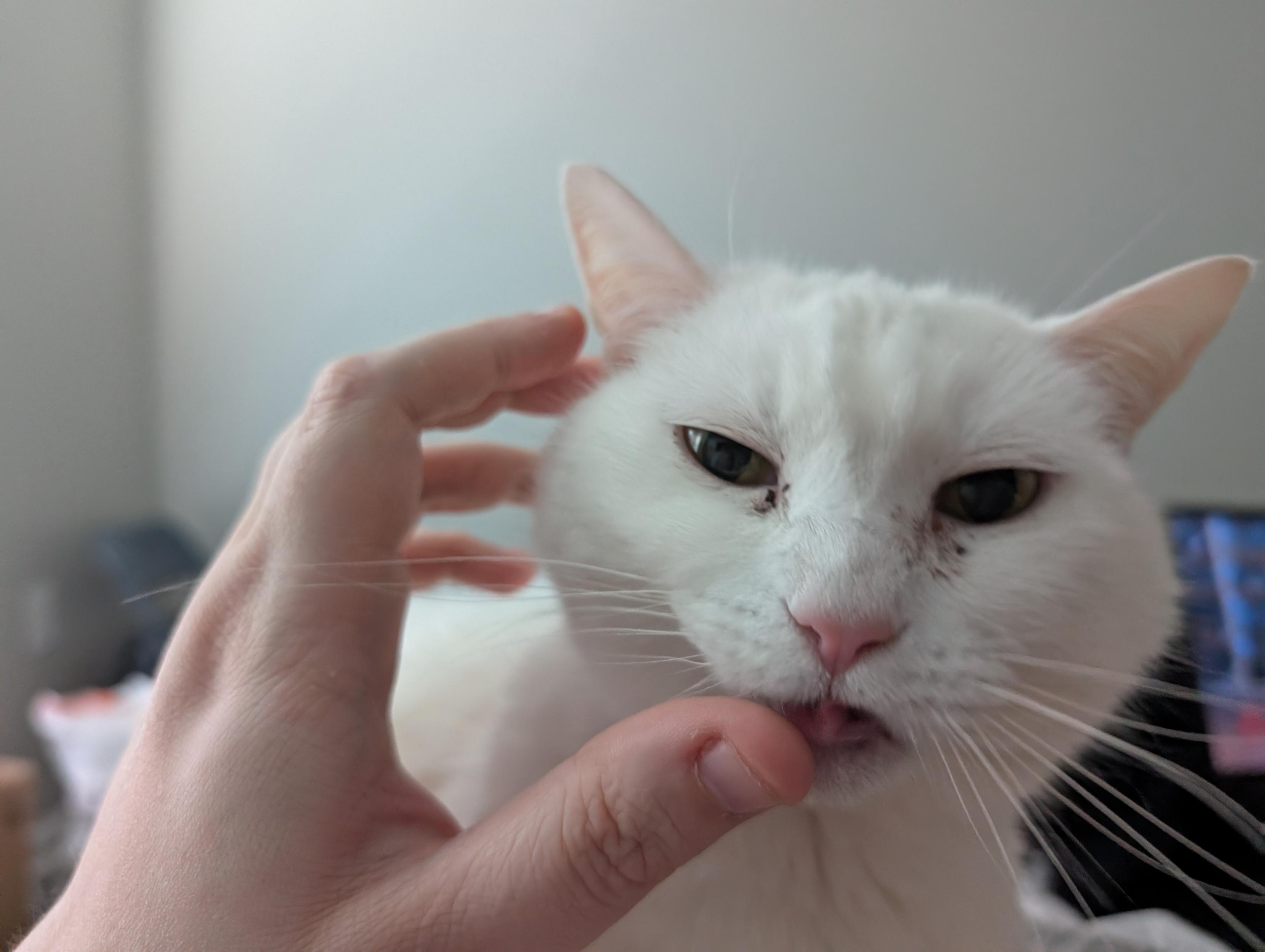White cat aggressively licking her owner's thumb